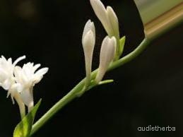 augmented_Polianthes tuberosa flower6_0_7754.jpeg